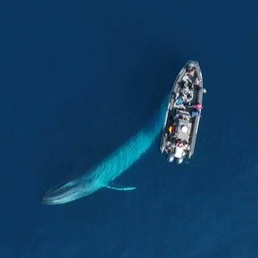 blue-whale-boat-1