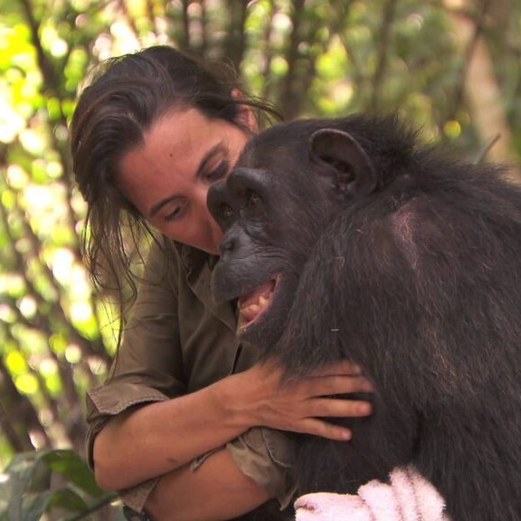 chimpanzee-reservation-rebeca-1024x576-1