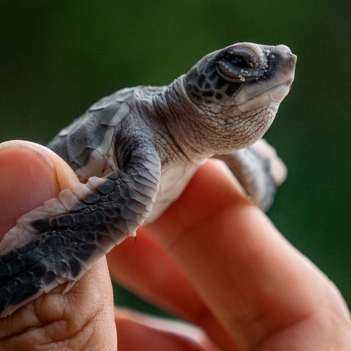 saving-turtle-eggs-1