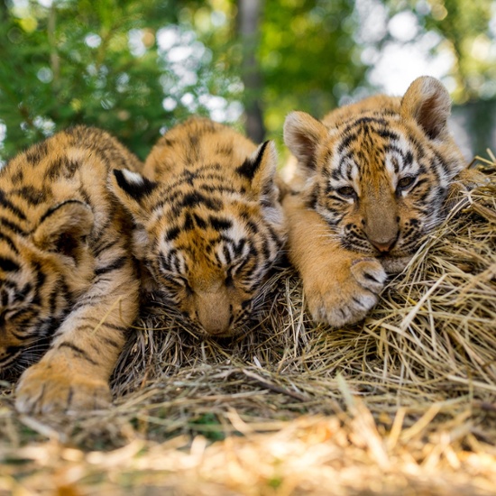 tigger-cubs-born-in-london-zoo-1-1