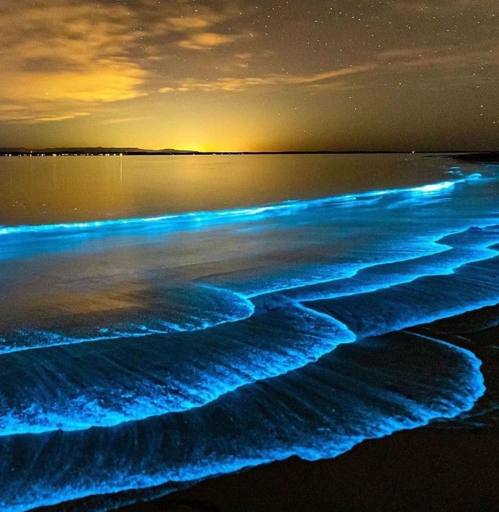 Bahia Bioluminescence