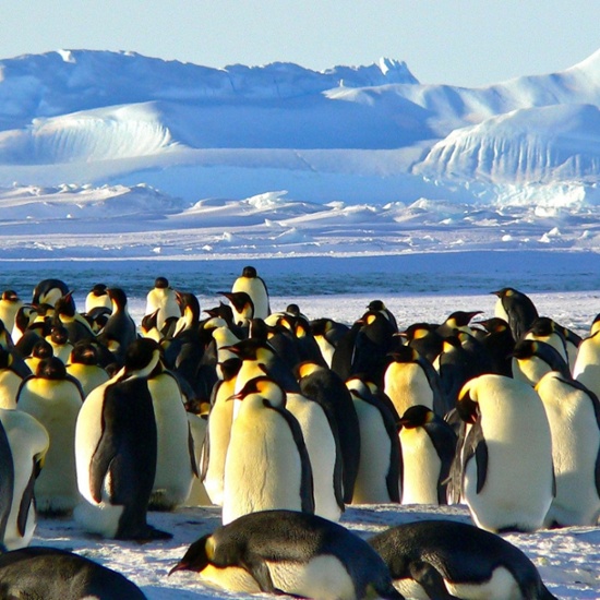 emperor-penguns-1-1-1