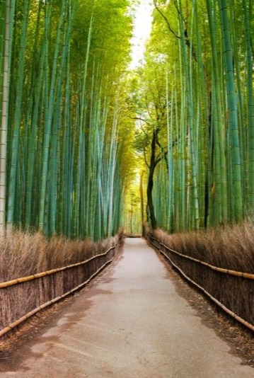 Bamboo Groves-1