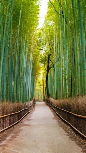 Bamboo Groves