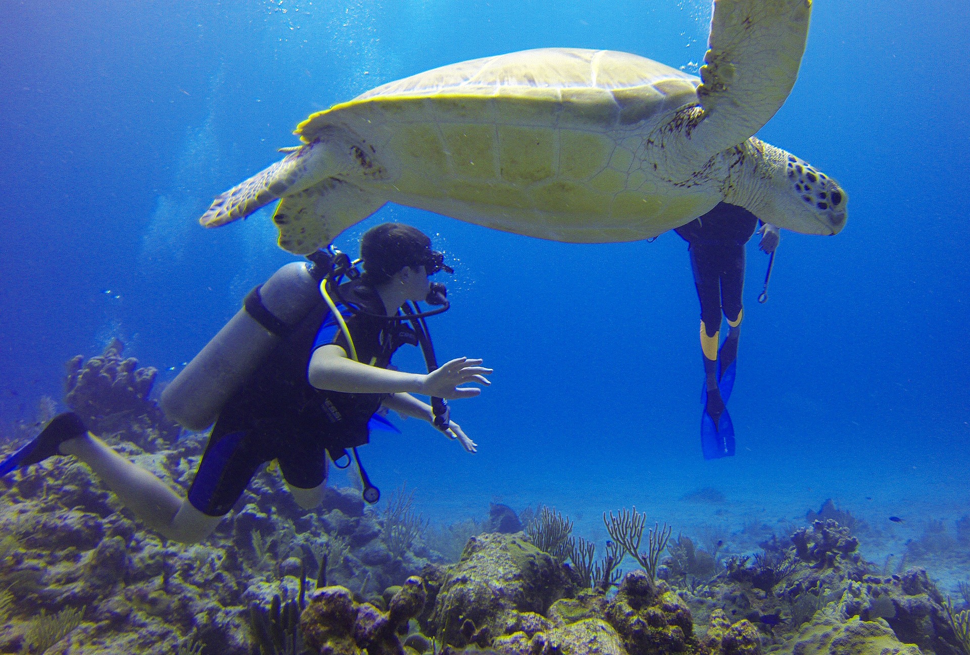 diver-549380_1920